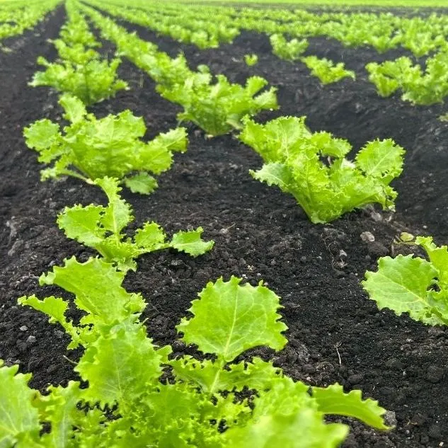 thumbnail for publication: Escarole and Endive: Nutritious Leafy Vegetables with High Potential for Floridians